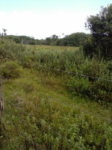 Jenipapo 840.000m2 pasto e floresta nativa - Foto 15