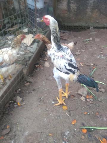 Galos Brahma - Foto 5