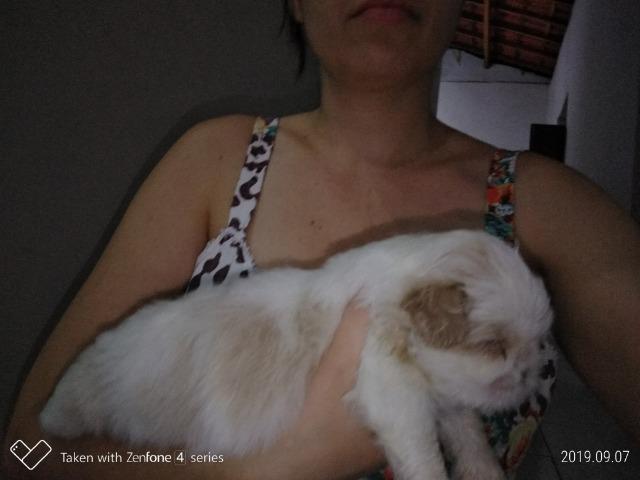 Filhotes de Lhasa Apso - Foto 4