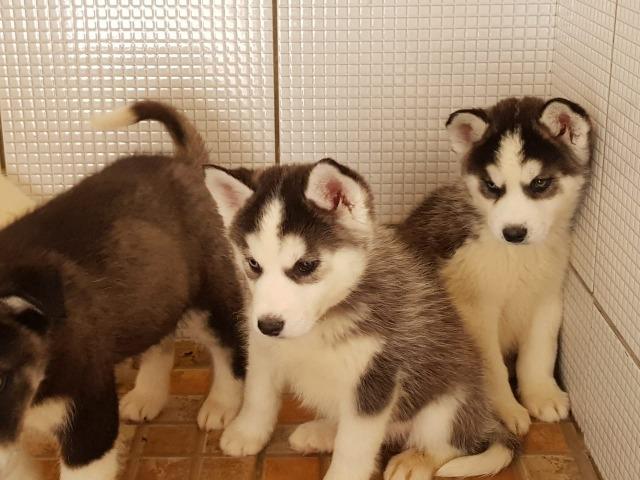 Husky Siberiano Com Super Desconto - Foto 5