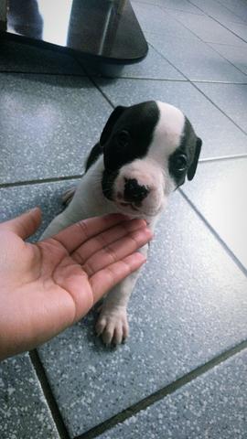 Vendo - Foto 2