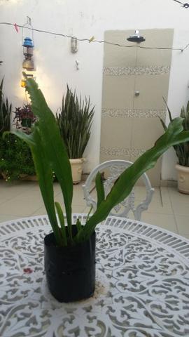 Vendo Mudas - Foto 4