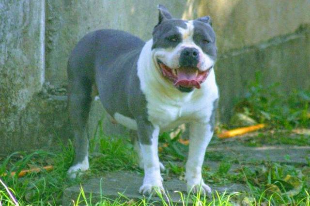 Filhotes de American Bully - Foto 4