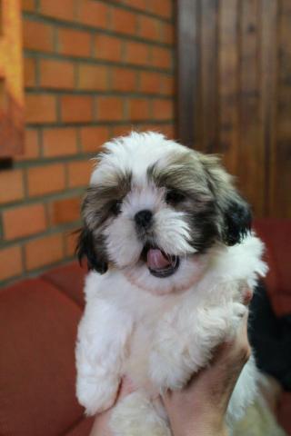Filhotes Cães Shih Tzu (cartão até 3X s/juros) - Foto 4