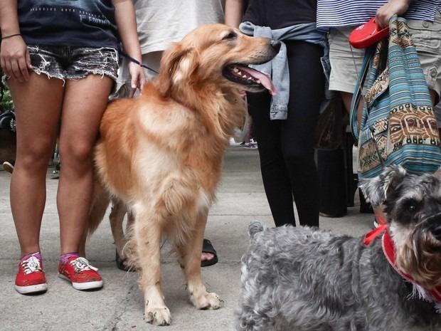 Adestramento Fácil para Cachorros - Foto 3