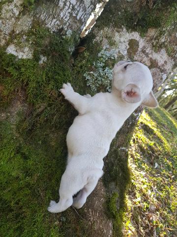 Lindos Filhotes de Bulldog - Foto 5