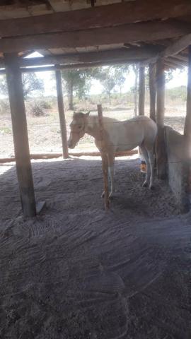 Poltra Fêmea a Venda e troca - Foto 2