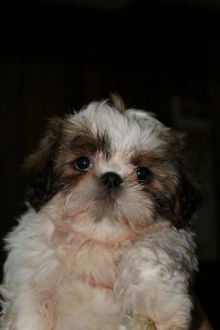 Filhotes Cães Shih Tzu (cartão até 3X s/juros) - Foto 5