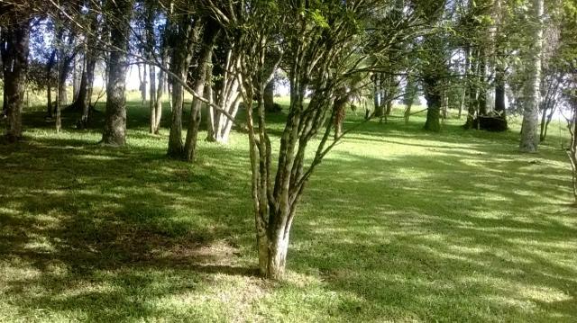Maravilhoso Sítio - 10 hectares - Lages - Foto 3