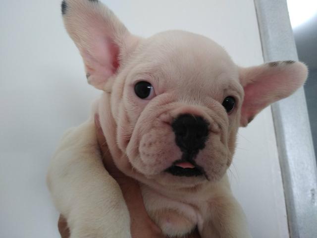 Promoção Bulldog Francês 2.000 - Foto 4