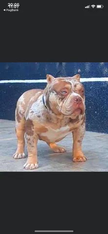 American bully 
