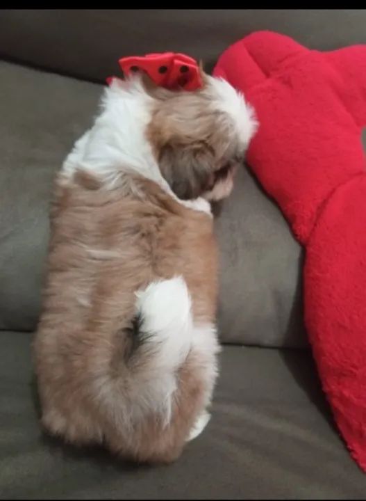 Shitzu mini lindos filhotes machos e fêmeas com garantia e kit filhote 