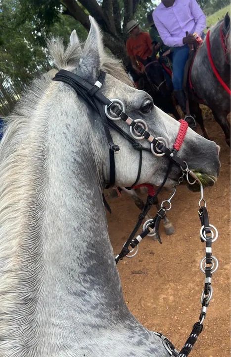 Cavalo Mangalarga Marchador