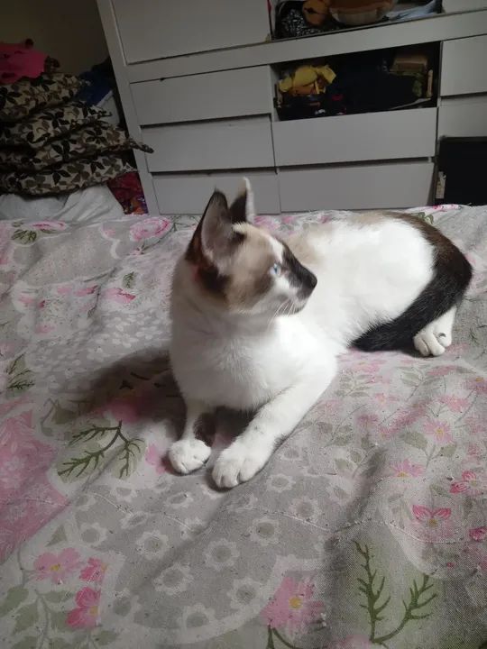 Gato siamês com angora pura raça e macho estou doando - Foto 3