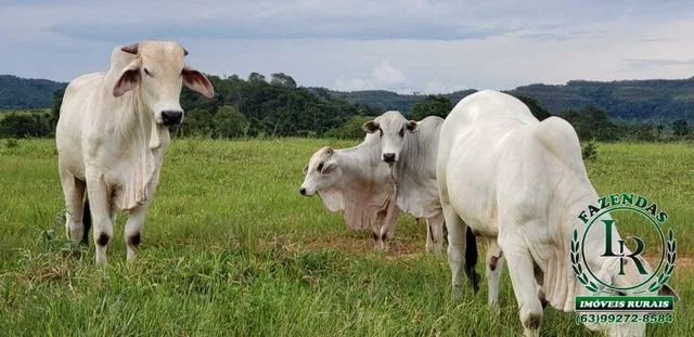 Fazenda 377 Alqueires Tocantins Campos Lindos - Foto 3