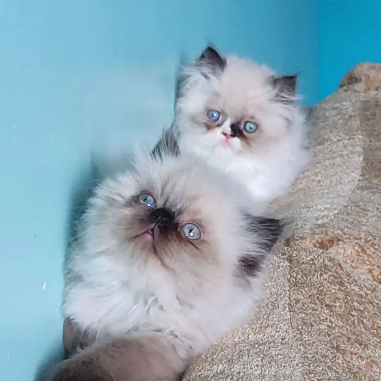 Persa filhotes - Foto 6