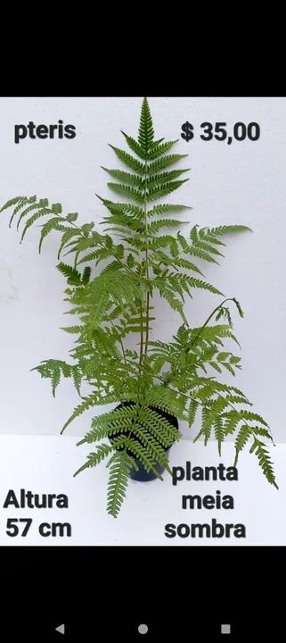 Planta vinca, comigoninguémpode, abacaxi roxo tradescantia,tapete de rainha,pteris, avenca - Foto 5