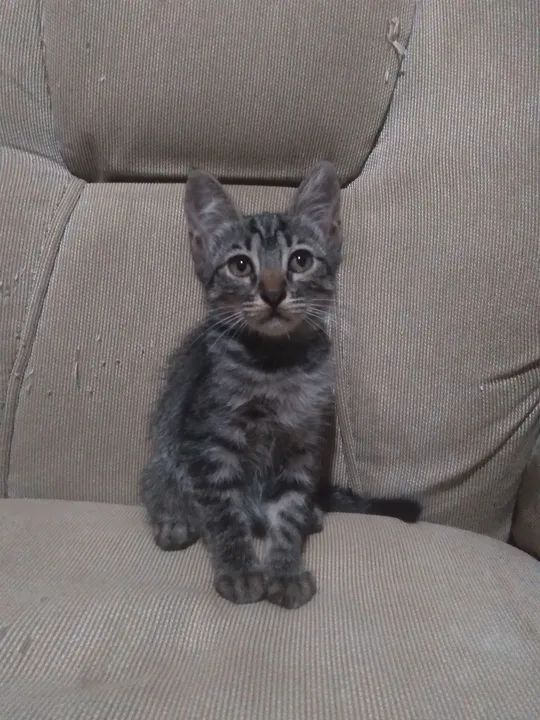 Gatinhas para adoção - Foto 2