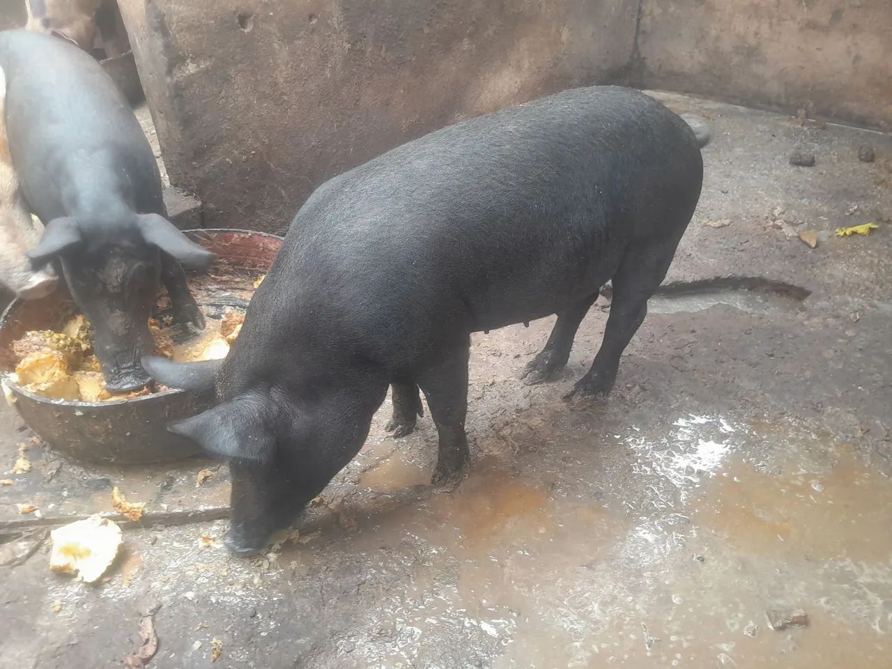 Porcos caipira  - Foto 4