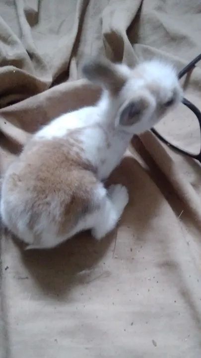 Filhotes disponíveis 25/01/25,mini coelhos maleado ou café 250,00 