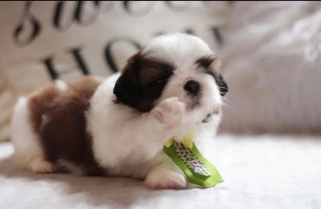 Shitzu mini lindos filhotes machos e fêmeas com garantia e kit filhote  - Foto 3