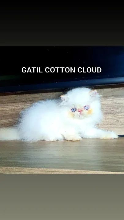 Gato Persa/ Himalaia com pedigree - Foto 4