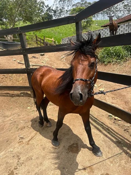 Pônei  - Foto 4