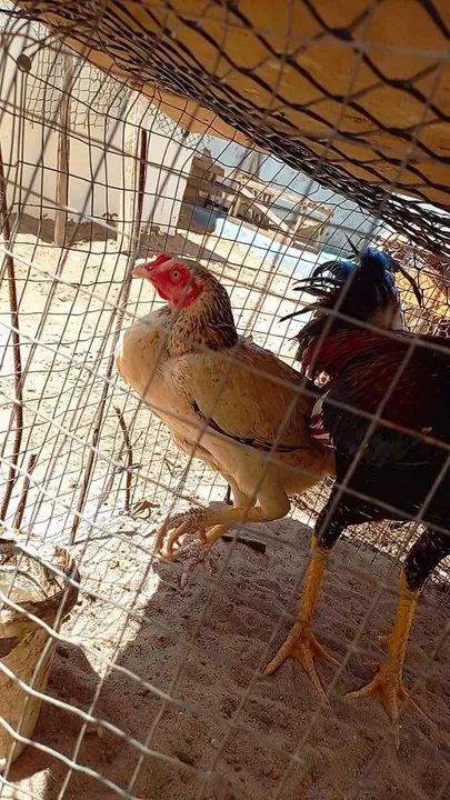 Casal de raça - Foto 6