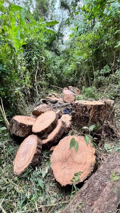 Poda e corte de árvores  - Foto 4