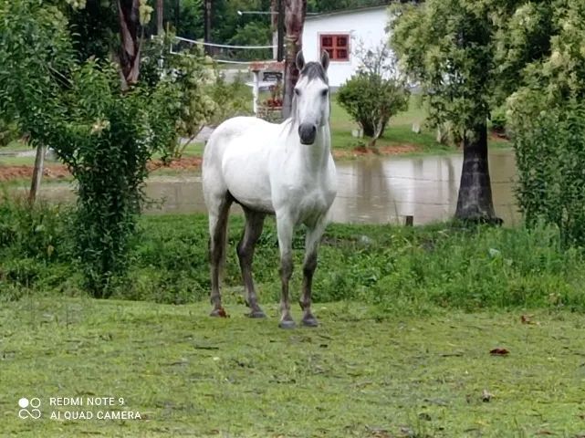 Garanhão mangalarga marchador.