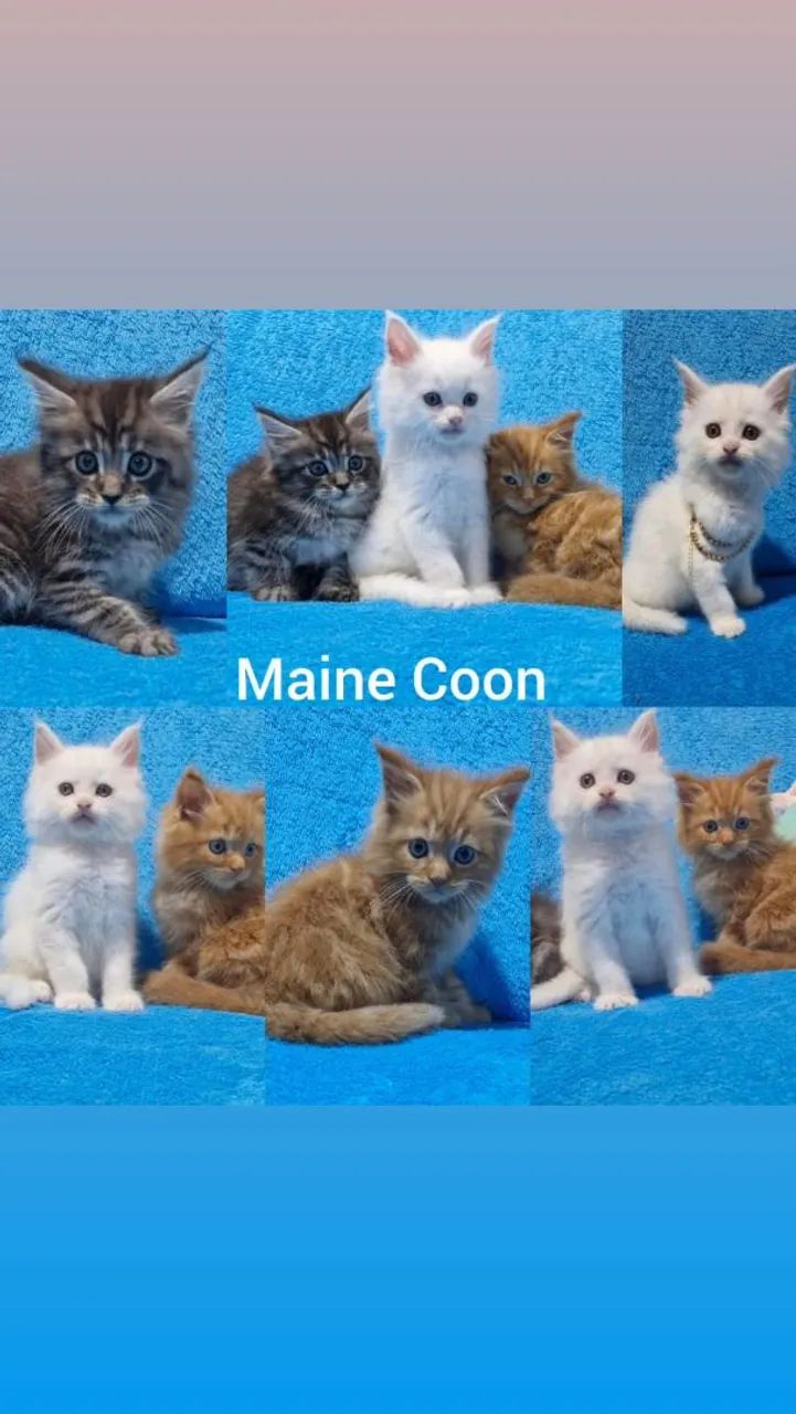 Maine Coon Filhotes - Gatil BSB Cat 