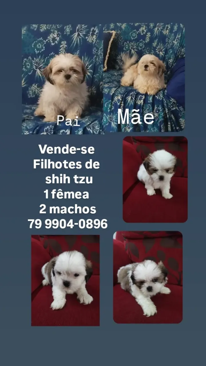 Vende-se filhotes de shih tzu