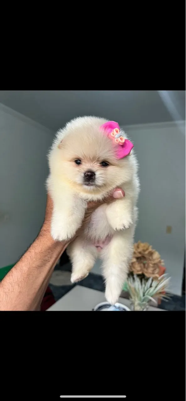Fêmea de Lulu da pomerania