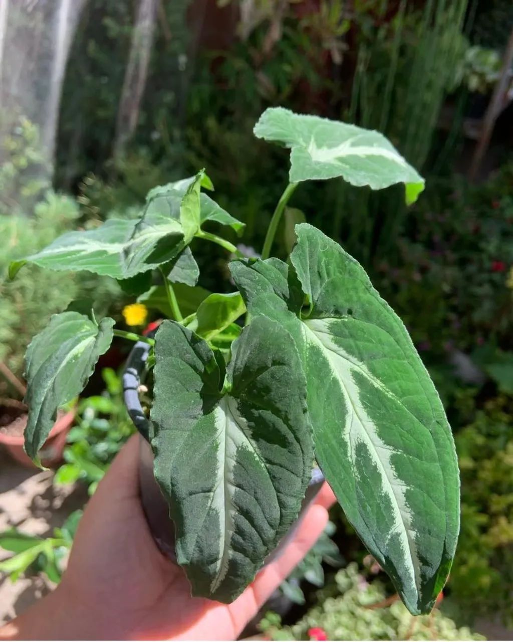 Syngonium veludo, Folhagens e Plantas ornamentais  - Foto 2