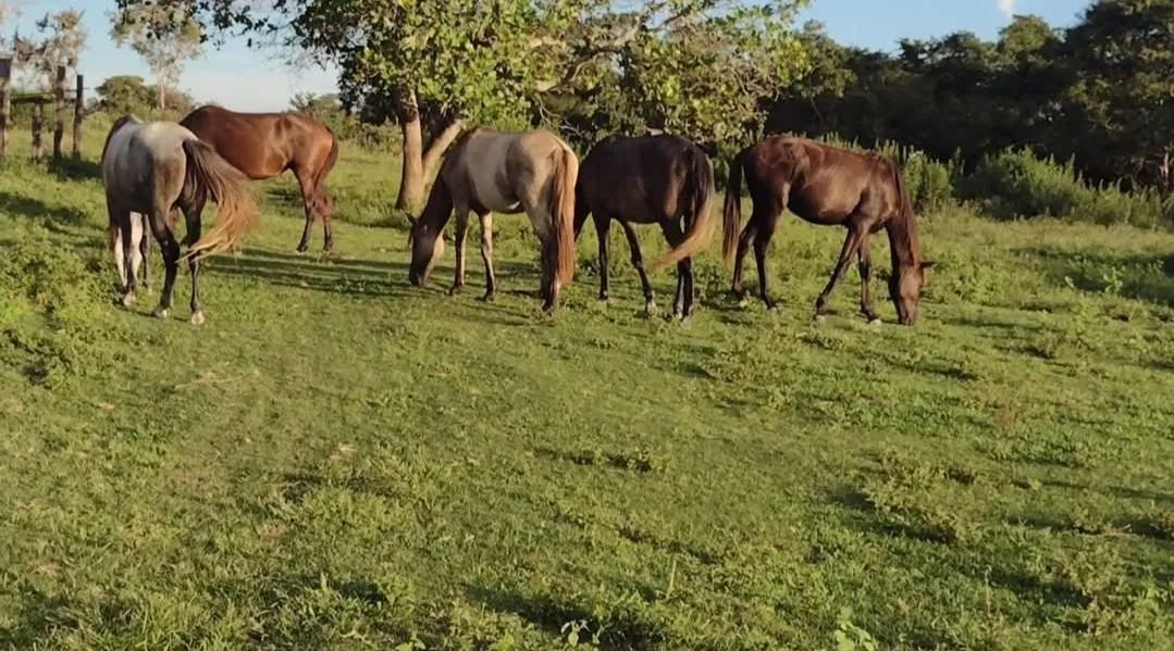 Nelore Pintado - Foto 4