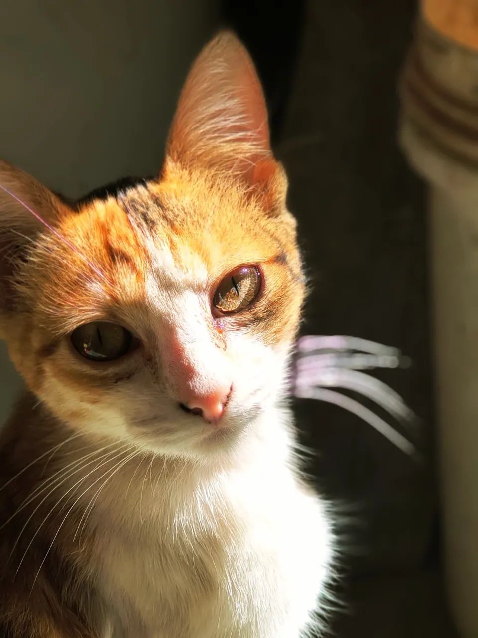 Gatinho para adoção