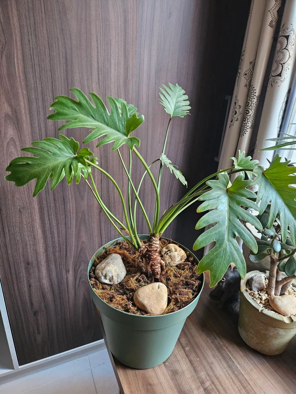 Planta xanadu Adulta