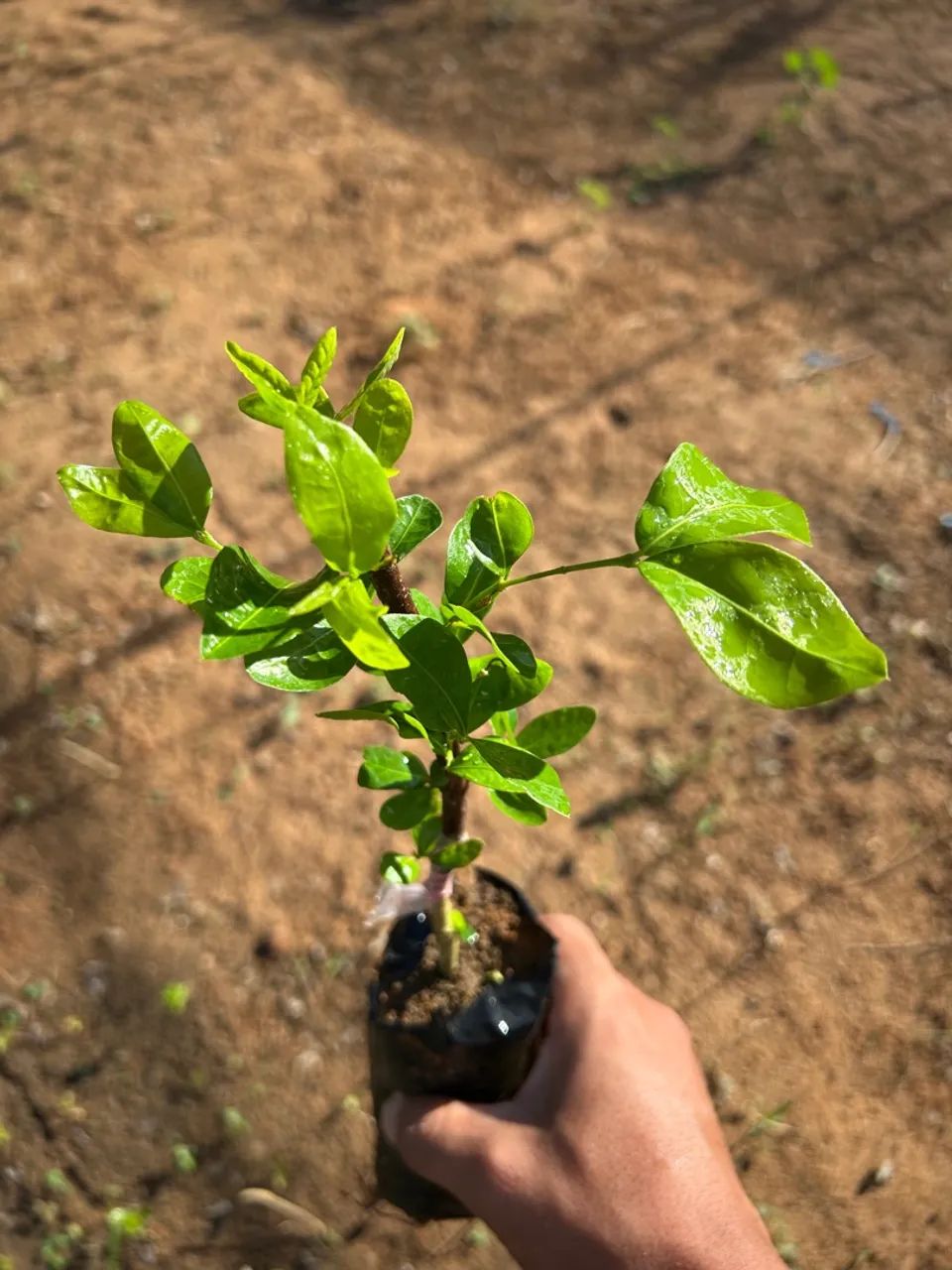 Mudas de plantas para produção rural - Foto 2