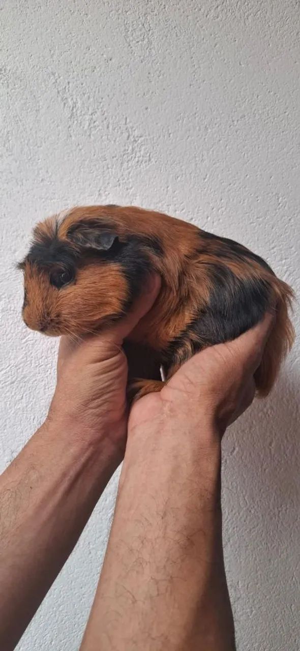 Male Guinea Pig with Crown Marking