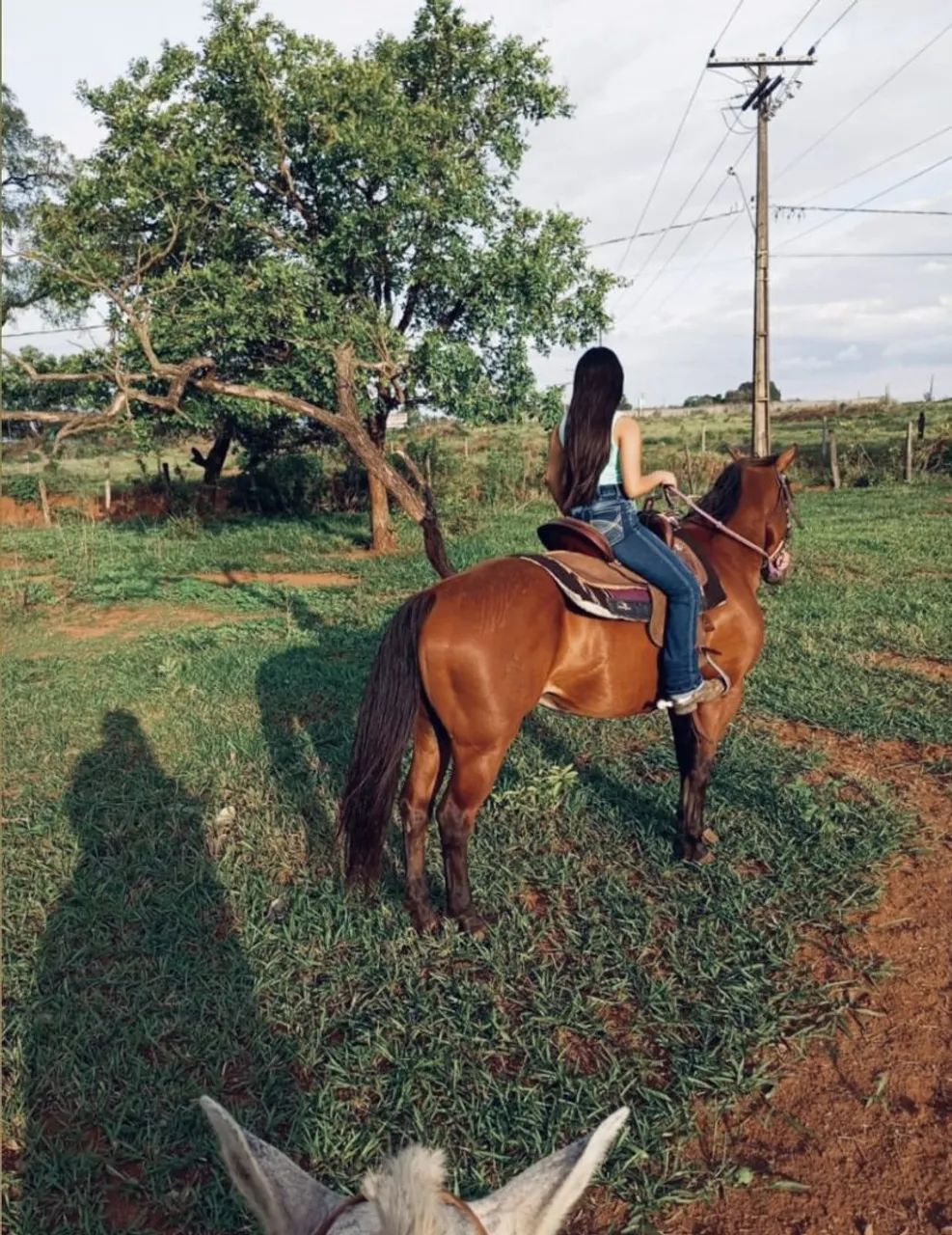 Cavalo iniciado em tambor e team penning - Foto 3