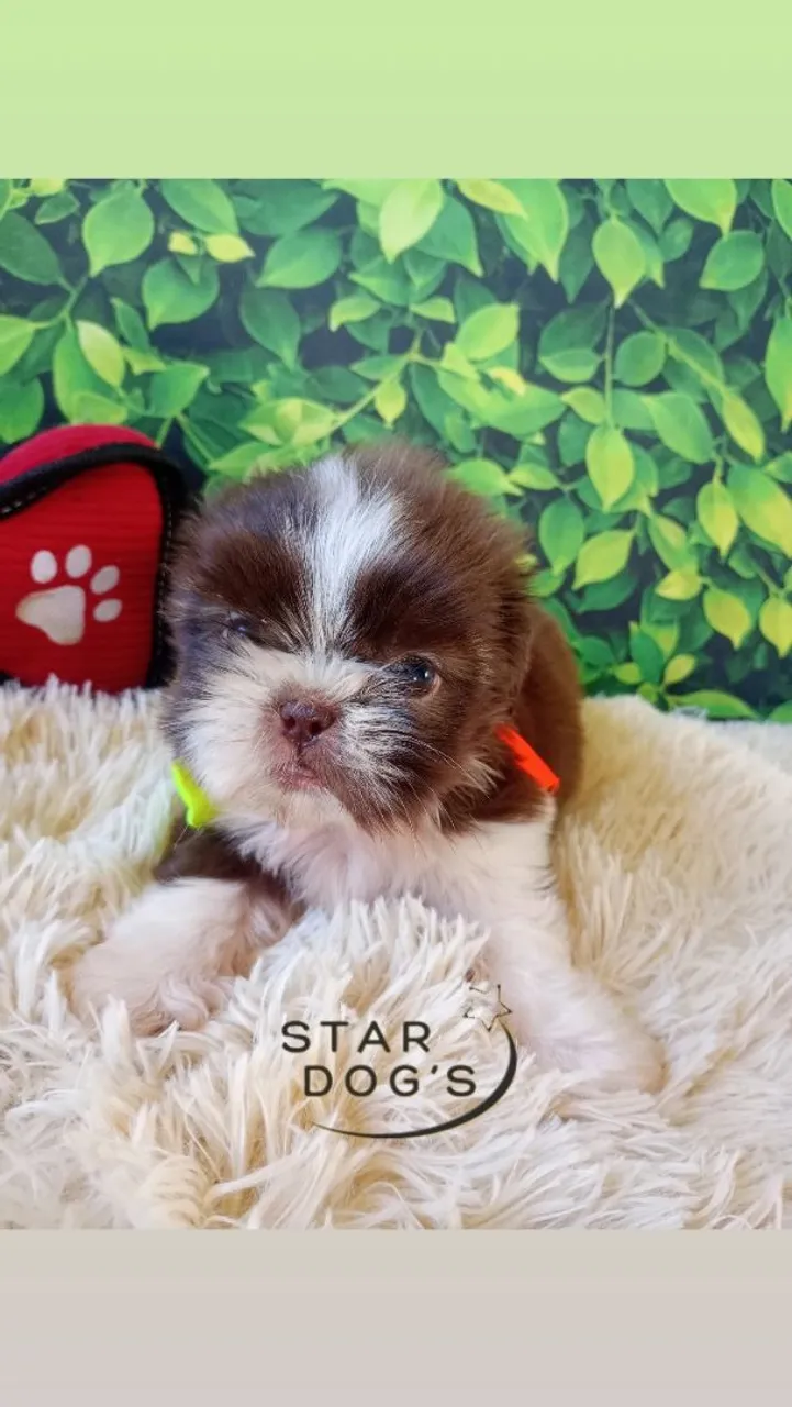 Shihtzu mini macho