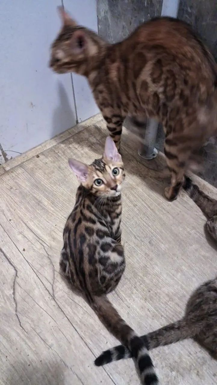 Dois Gatinhos Bengala - Lindos e Brincalhões - Foto 3