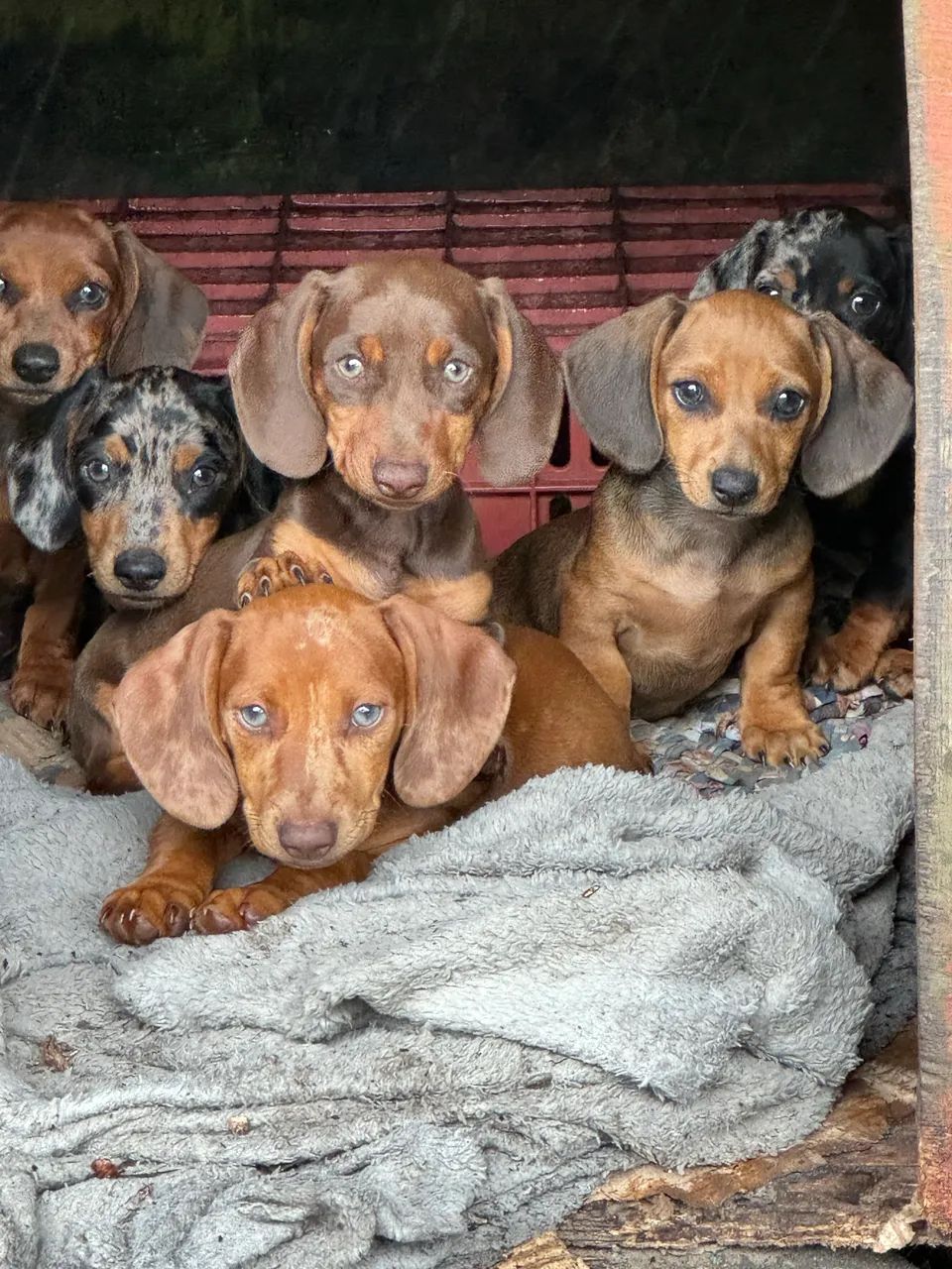 Daschshund Cofap teckel salsixinha  - Foto 4