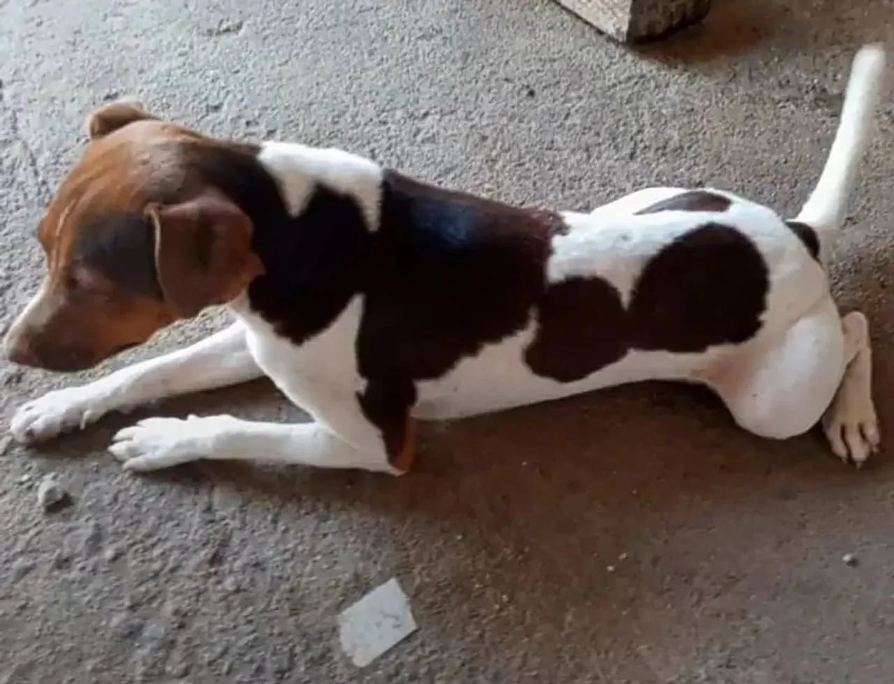 Cachorro de raça FOX PAULISTINHA  - Foto 2