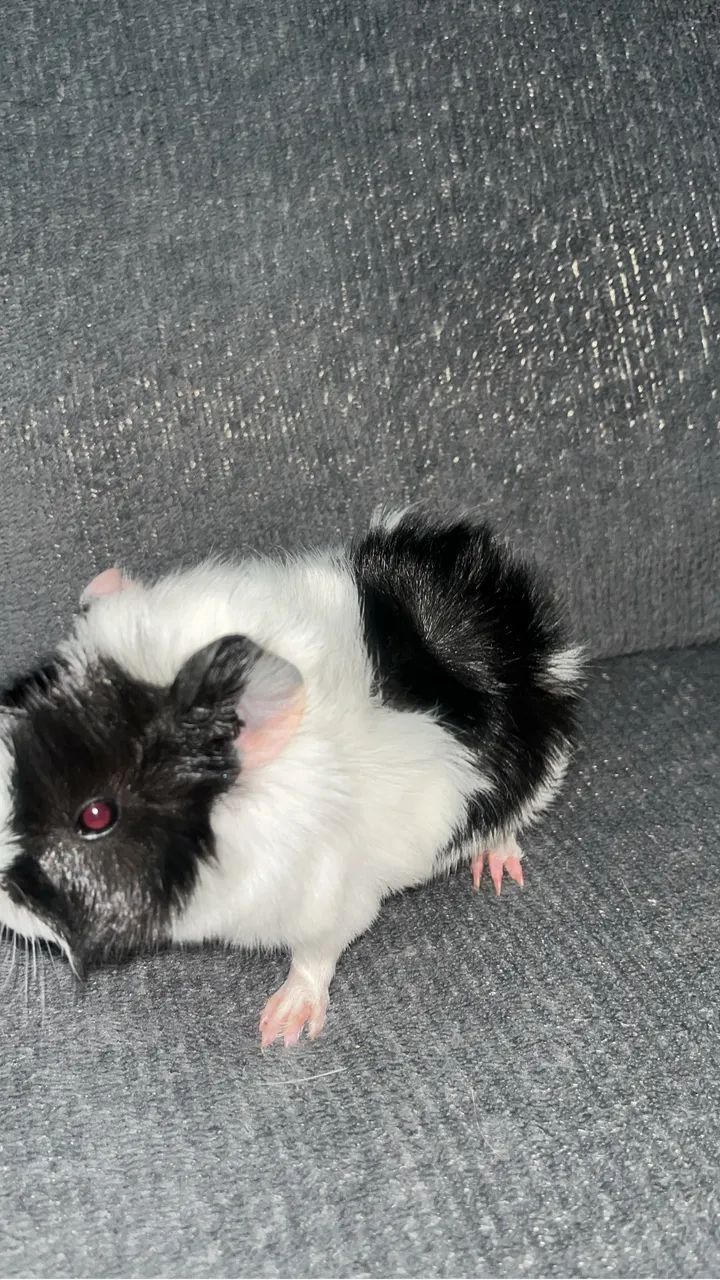 Porquinho da Índia - Filhotes