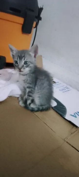 Doa-se gatos - Foto 3