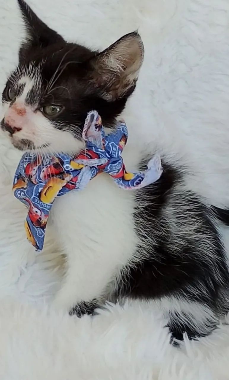 Gato pretinho com branco com 2meses  - Foto 3