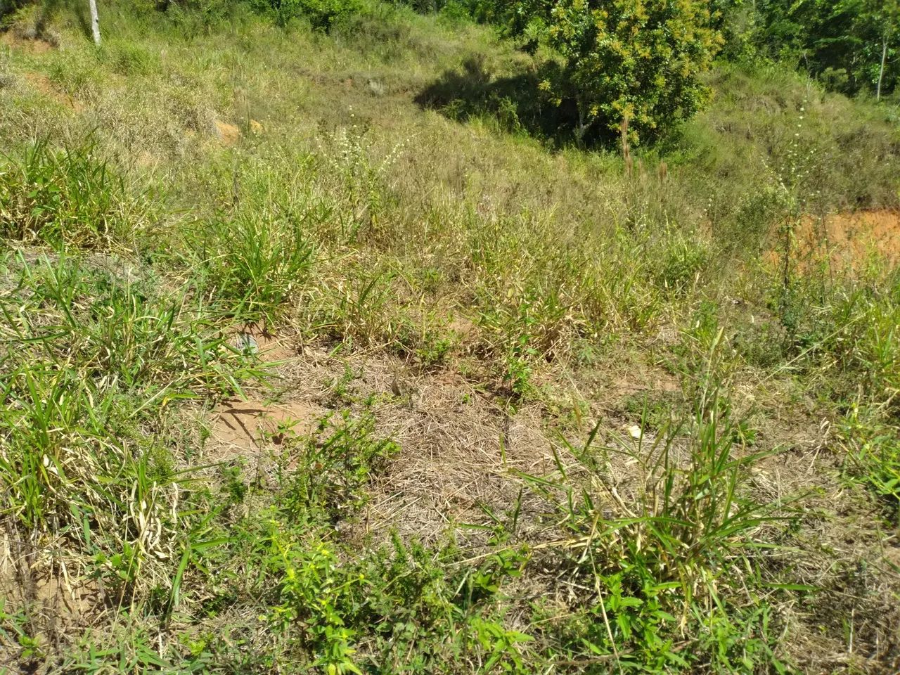 Jardim Salaco  - Foto 6