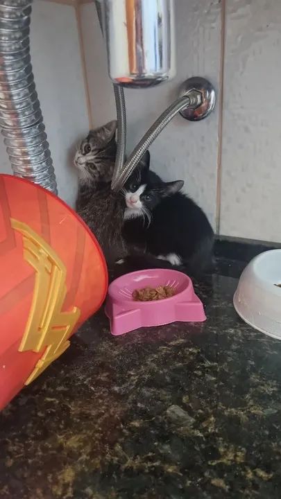 Gatos resgatados para adoção