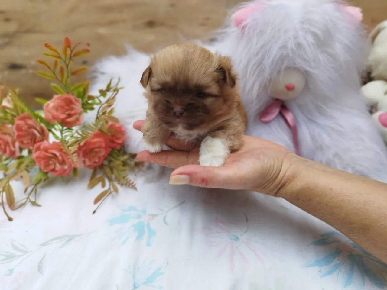Shih-tzu Fêmea - Linda, Rara e Muito Carinhosa! Última Unidade!